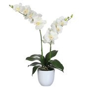 Planta Artificial - Phalaenopsis Creme - MICA